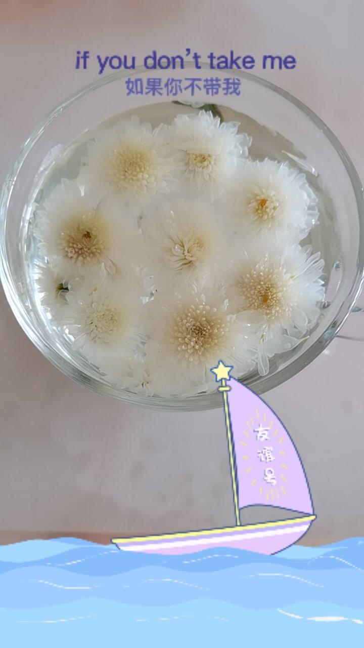 自制菊花茶