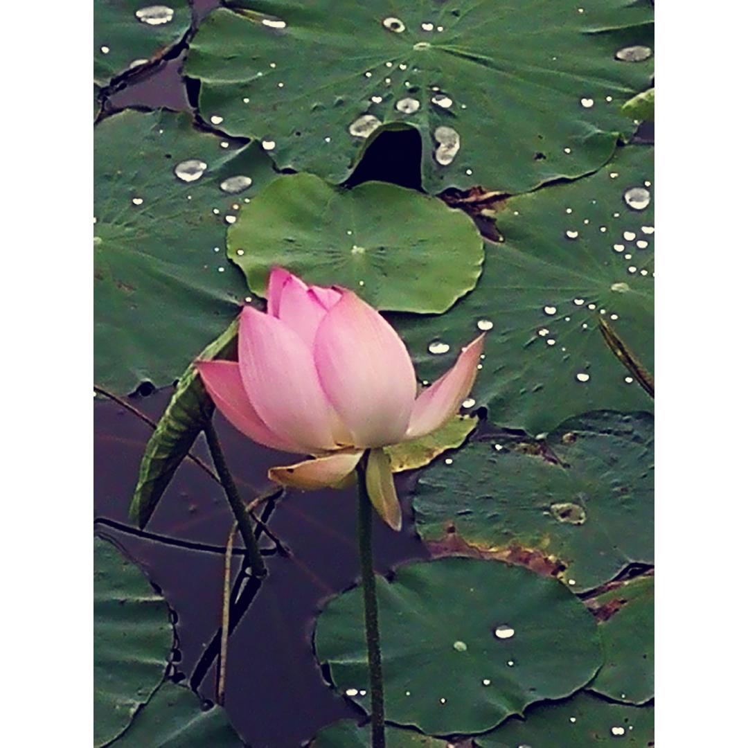 荏苒