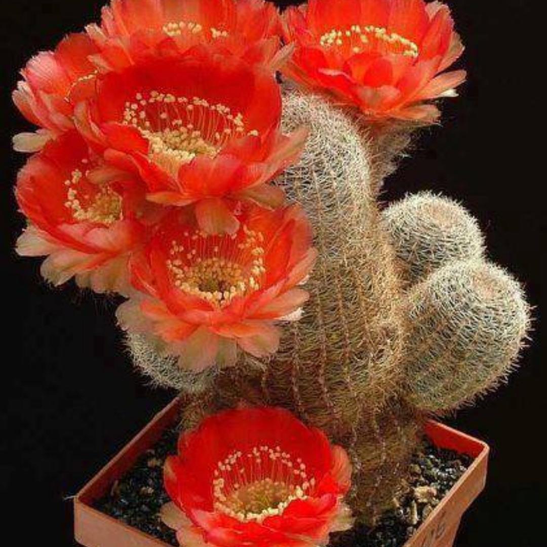 爱美食爱生活的快乐人