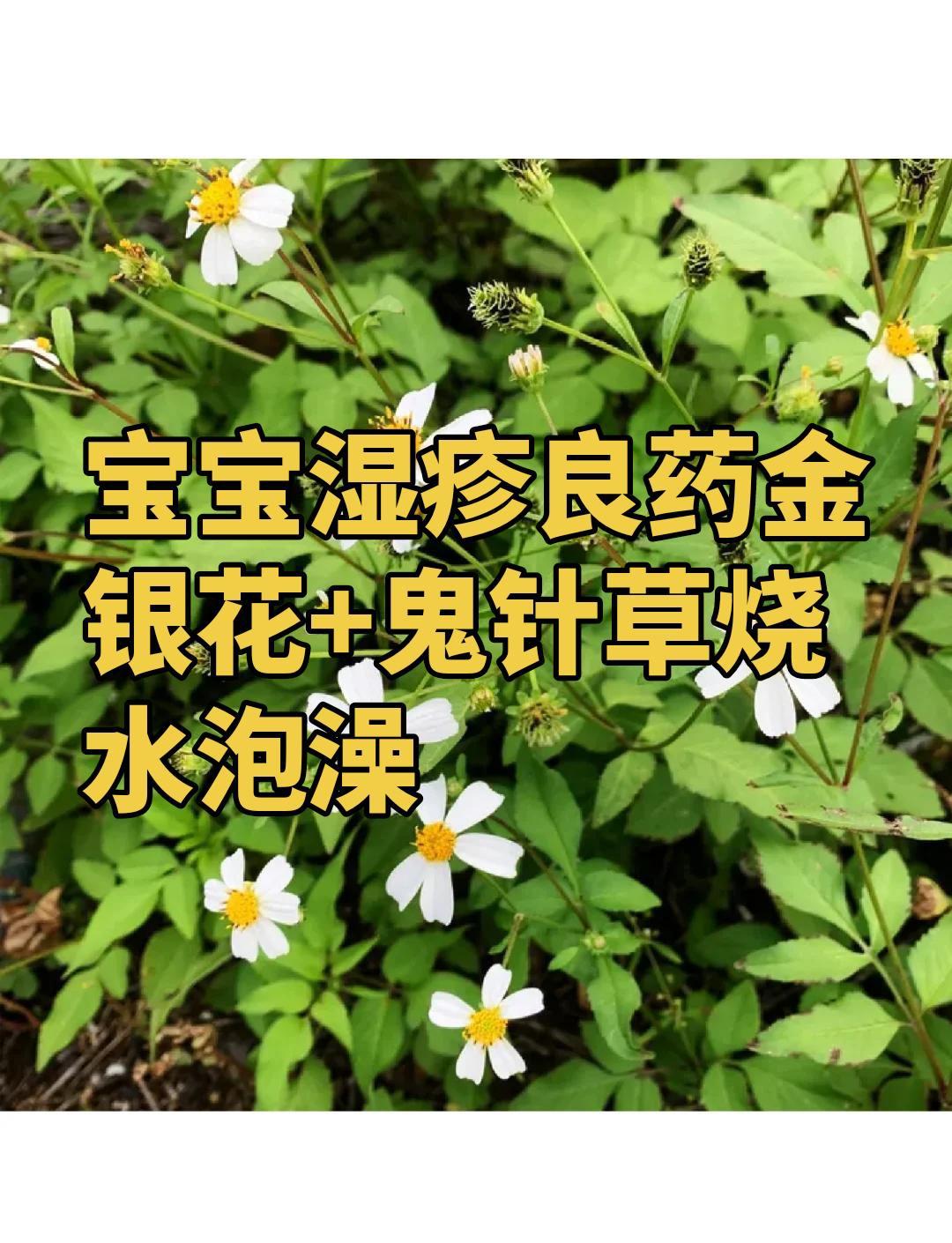 金银花与鬼针草