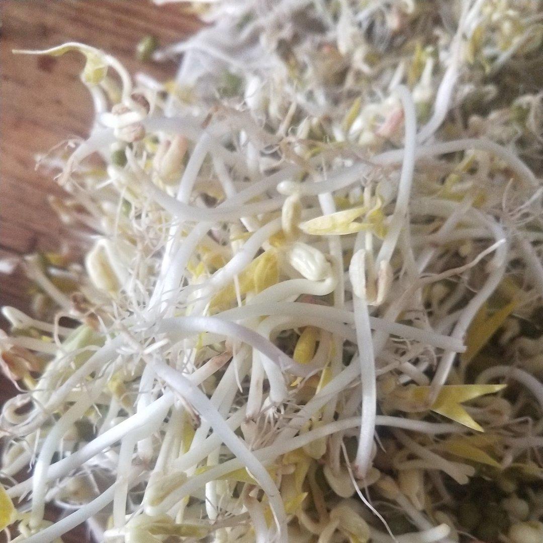 生绿豆芽是有窍门的哦