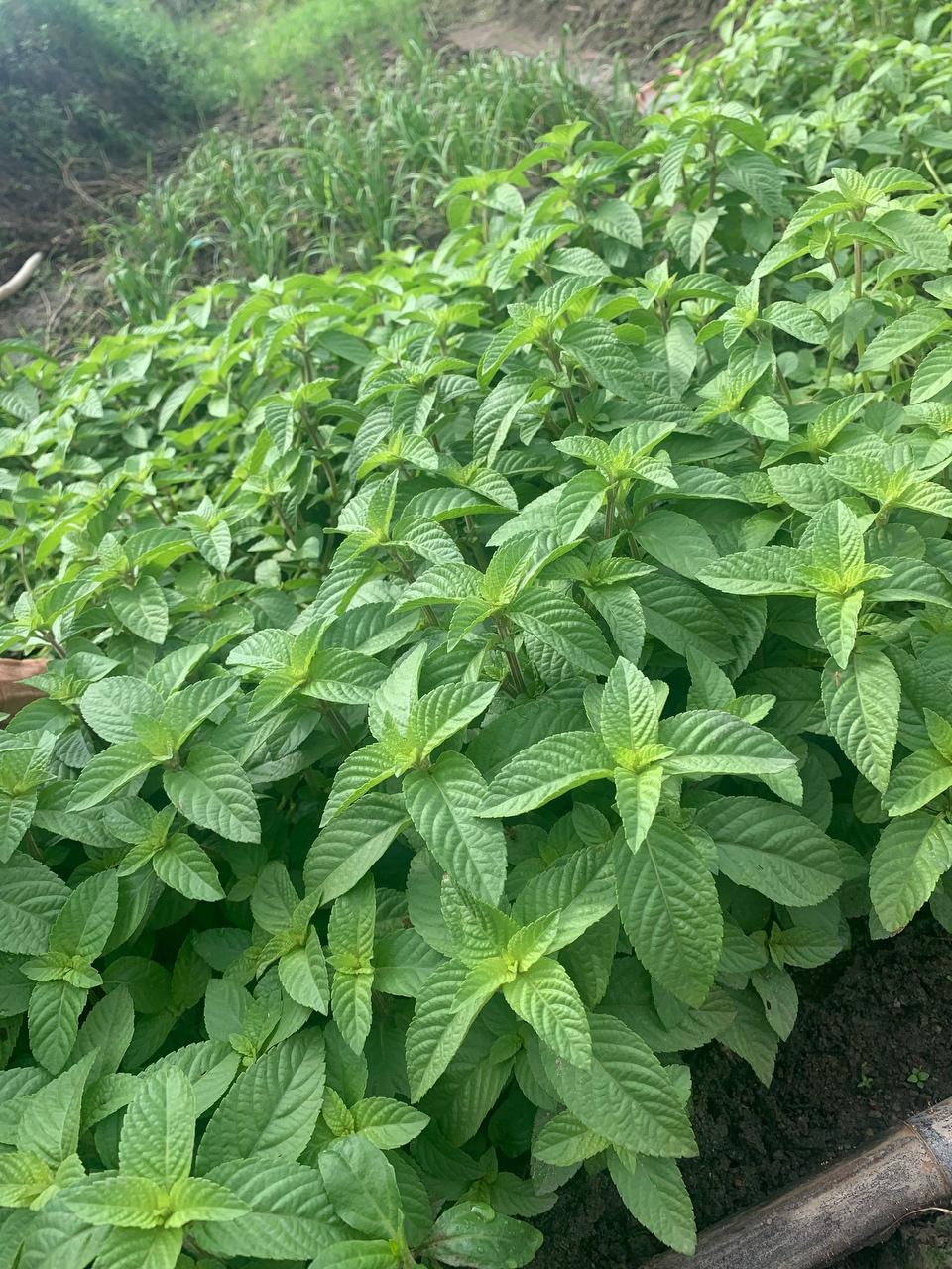 凉草的做法 步骤1