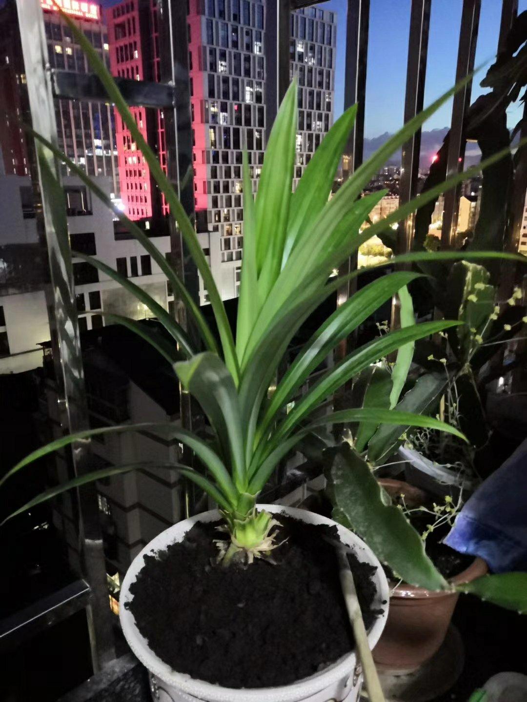 香兰叶/斑斓叶                      精华提取