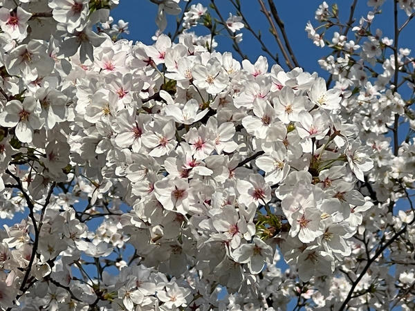 早餐•2024年3月26日