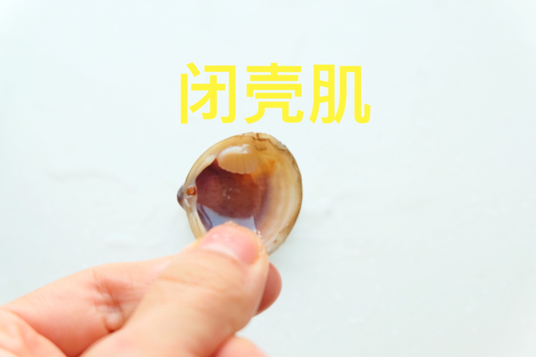 蛤蜊吐沙|轻松“脱壳”小窍门的做法 步骤7