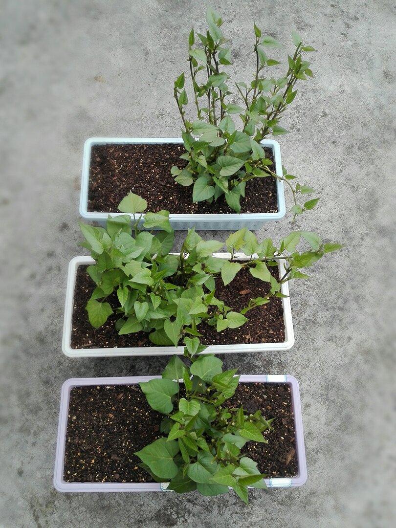 在阳台养花种草

是一种生活情趣