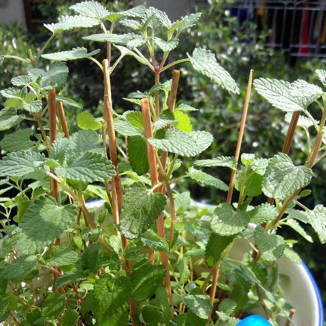 薄荷集