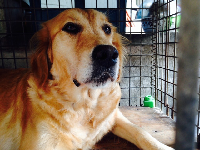 家宠O(∩_∩)O哈哈~