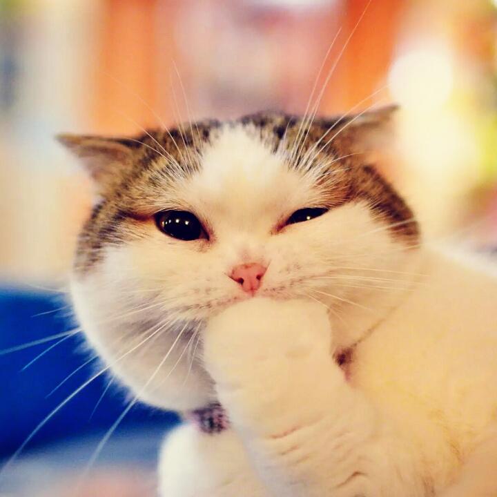 猫ai小肥