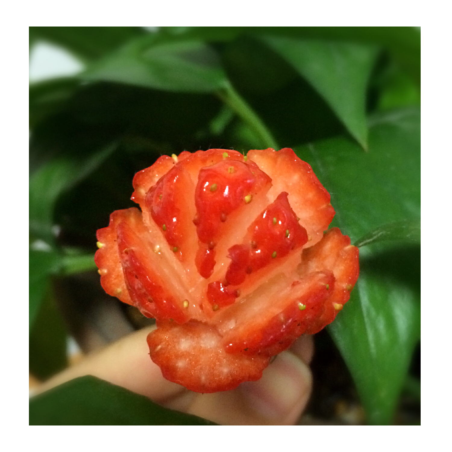 ❤草莓之恋❤情人节草莓玫瑰花