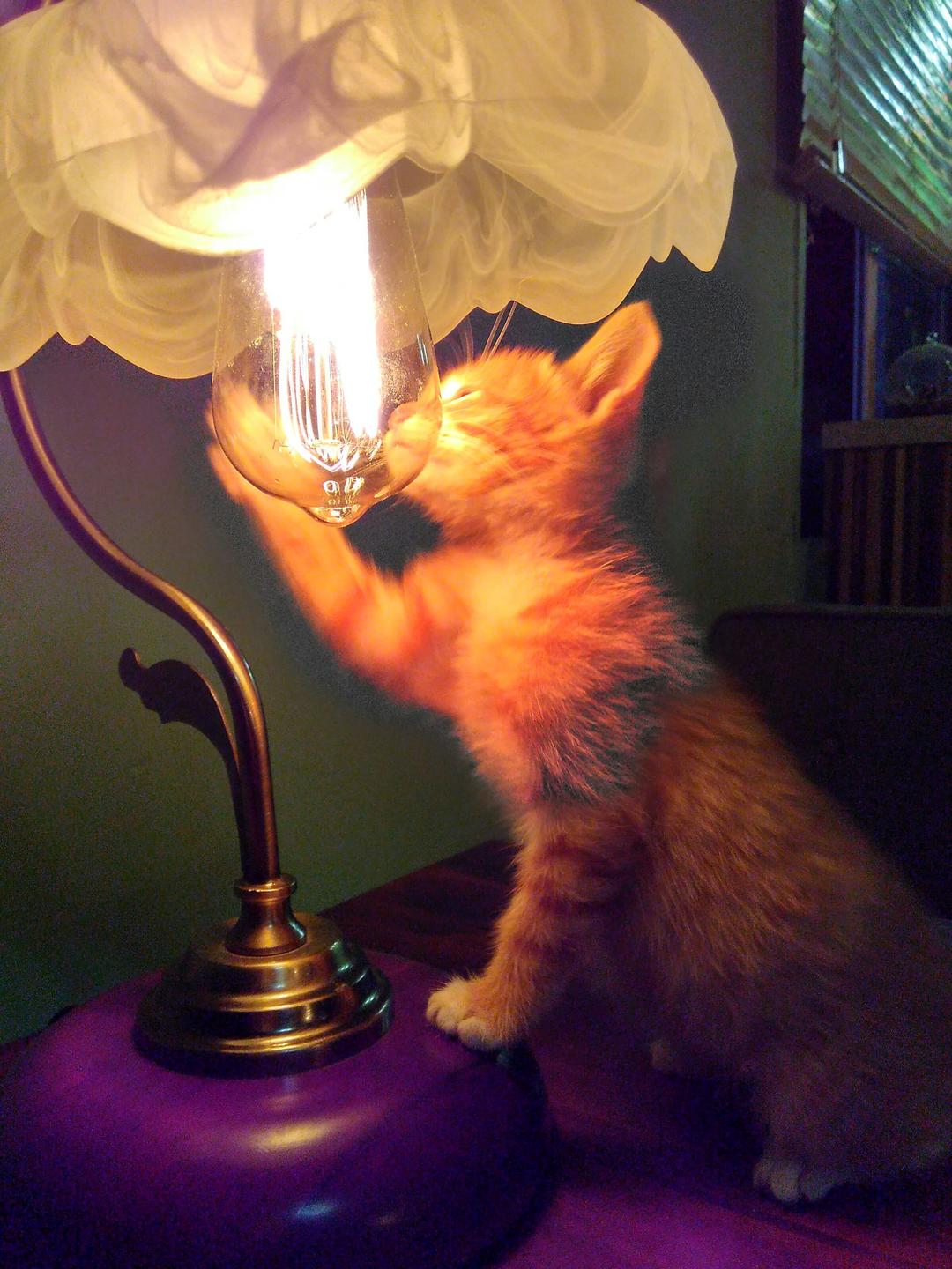 芝士焗红薯的做法