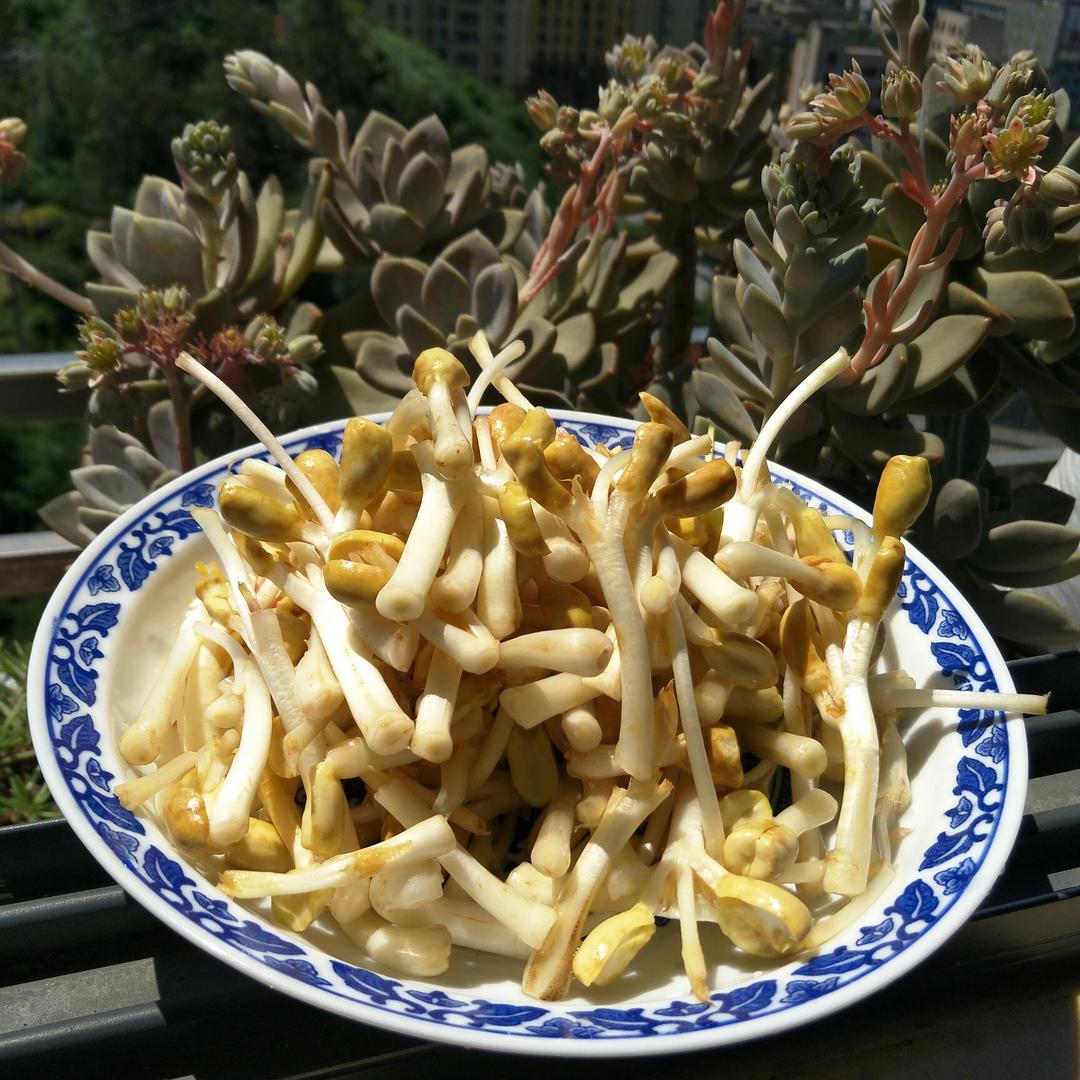 自己动手种花生芽