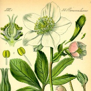 Hellebores