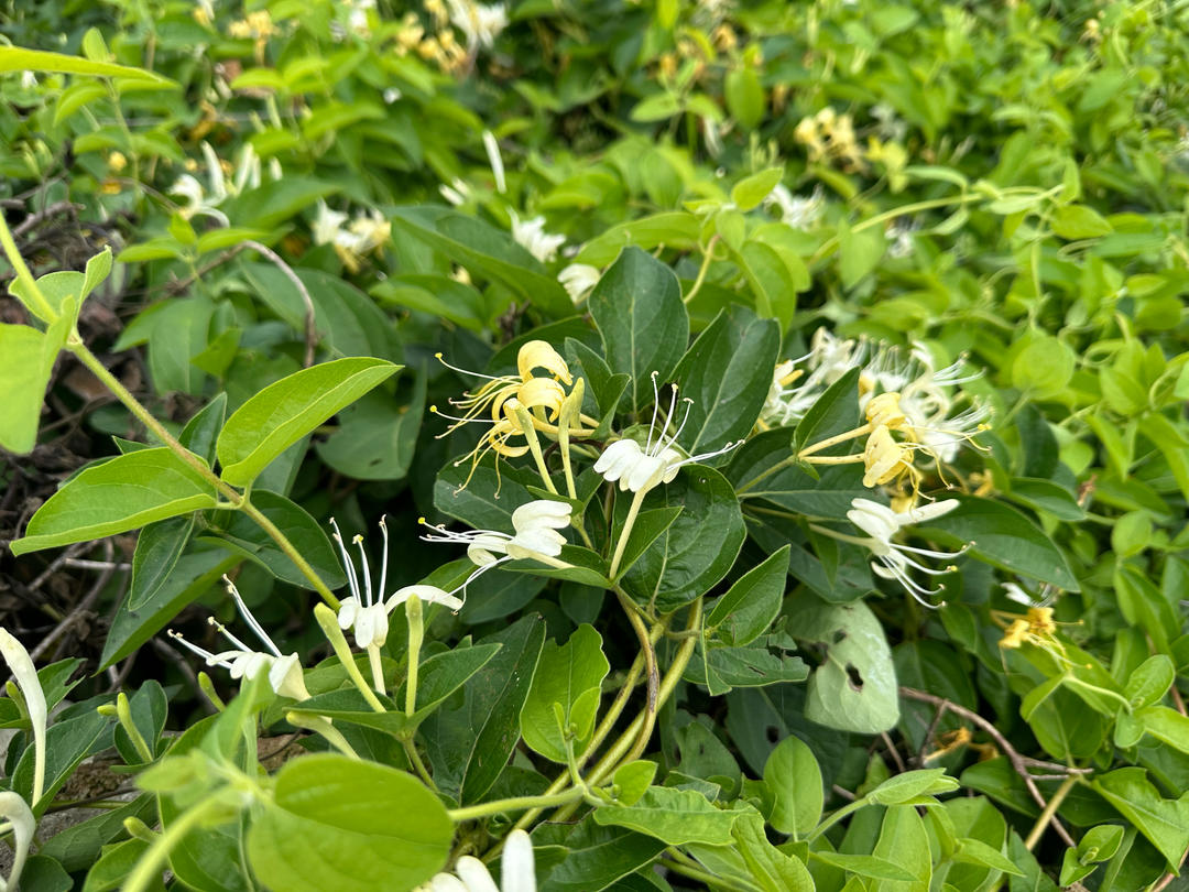 新鲜上市的野菜