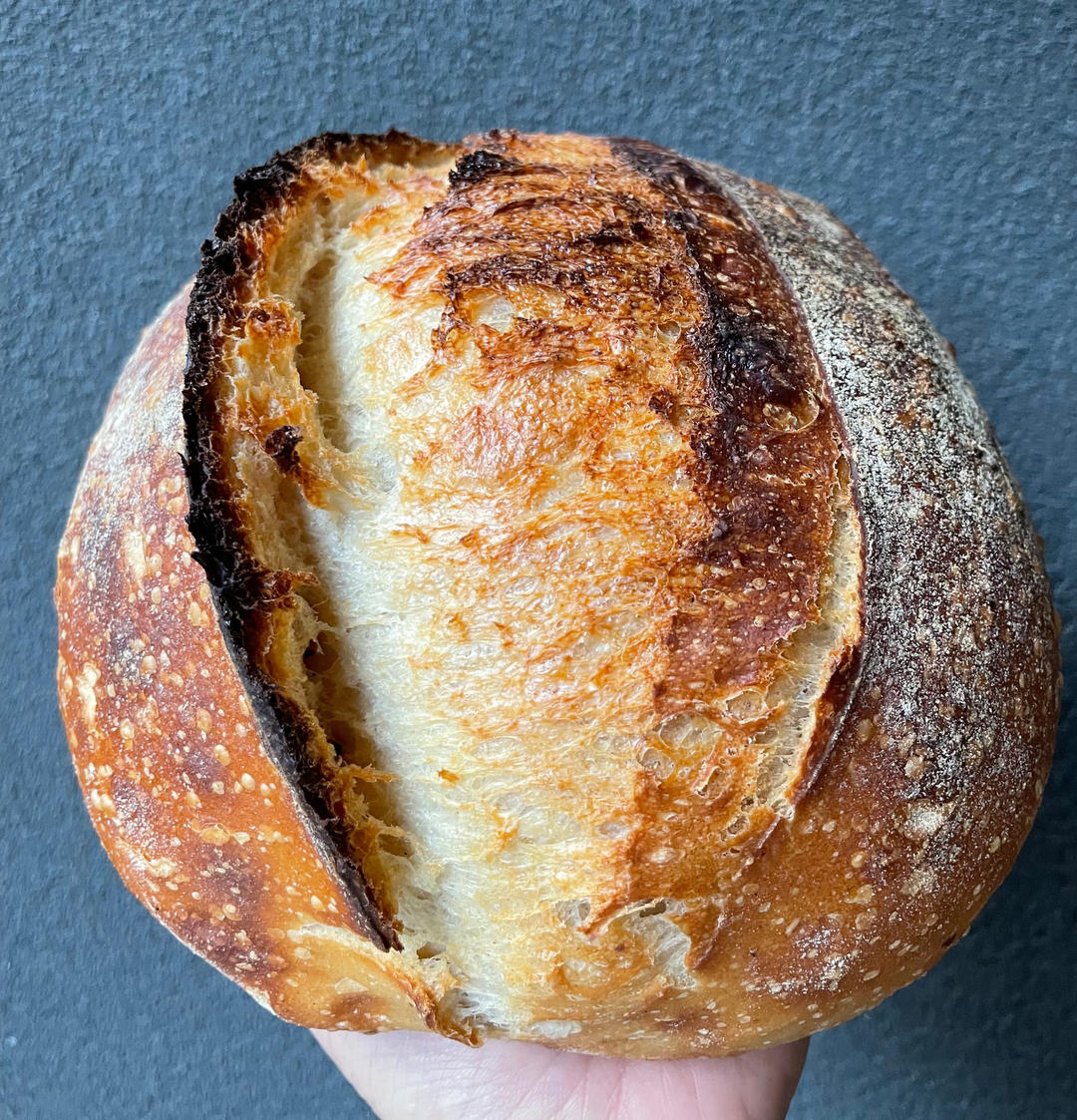 视频教程 天然酵种欧包 基础配方＆制作流程