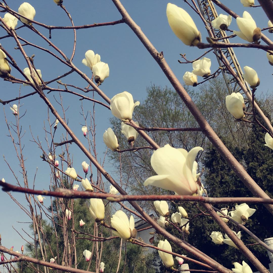 蜜丝就是我