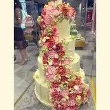 吃饱饱努力减肥