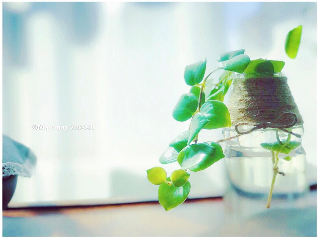 猫猫の花花草草