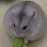 爱吃肉的栗子君