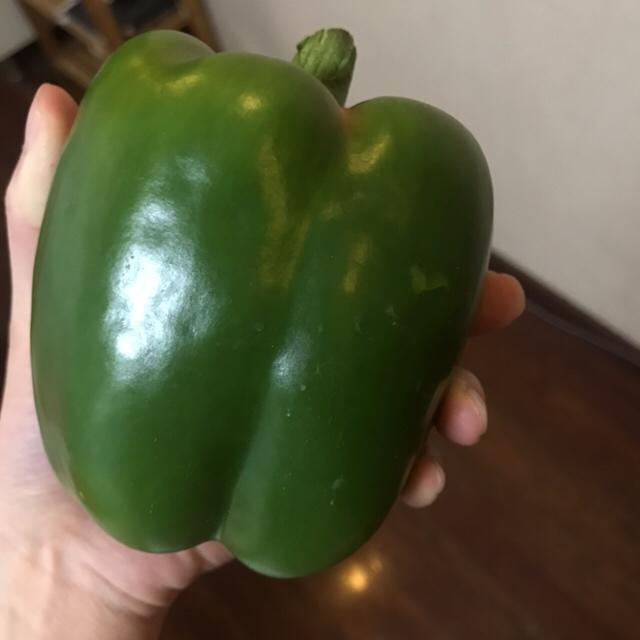 圆椒炒杏鲍菇💕😍