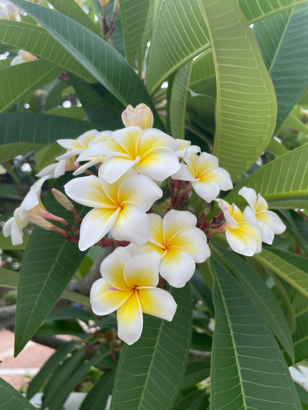 素菜之神