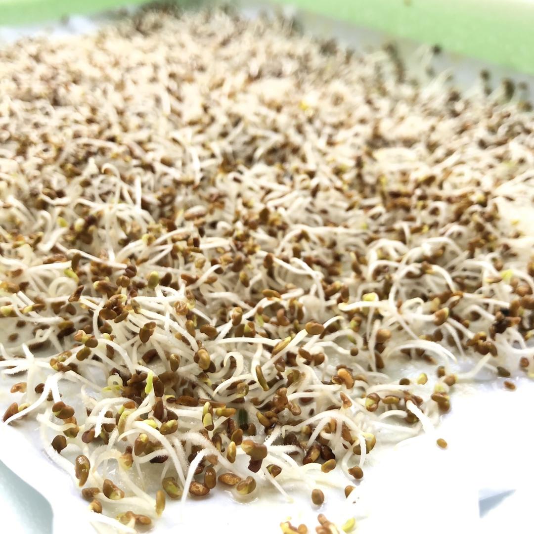 治愈系｜自己发有机苜蓿芽