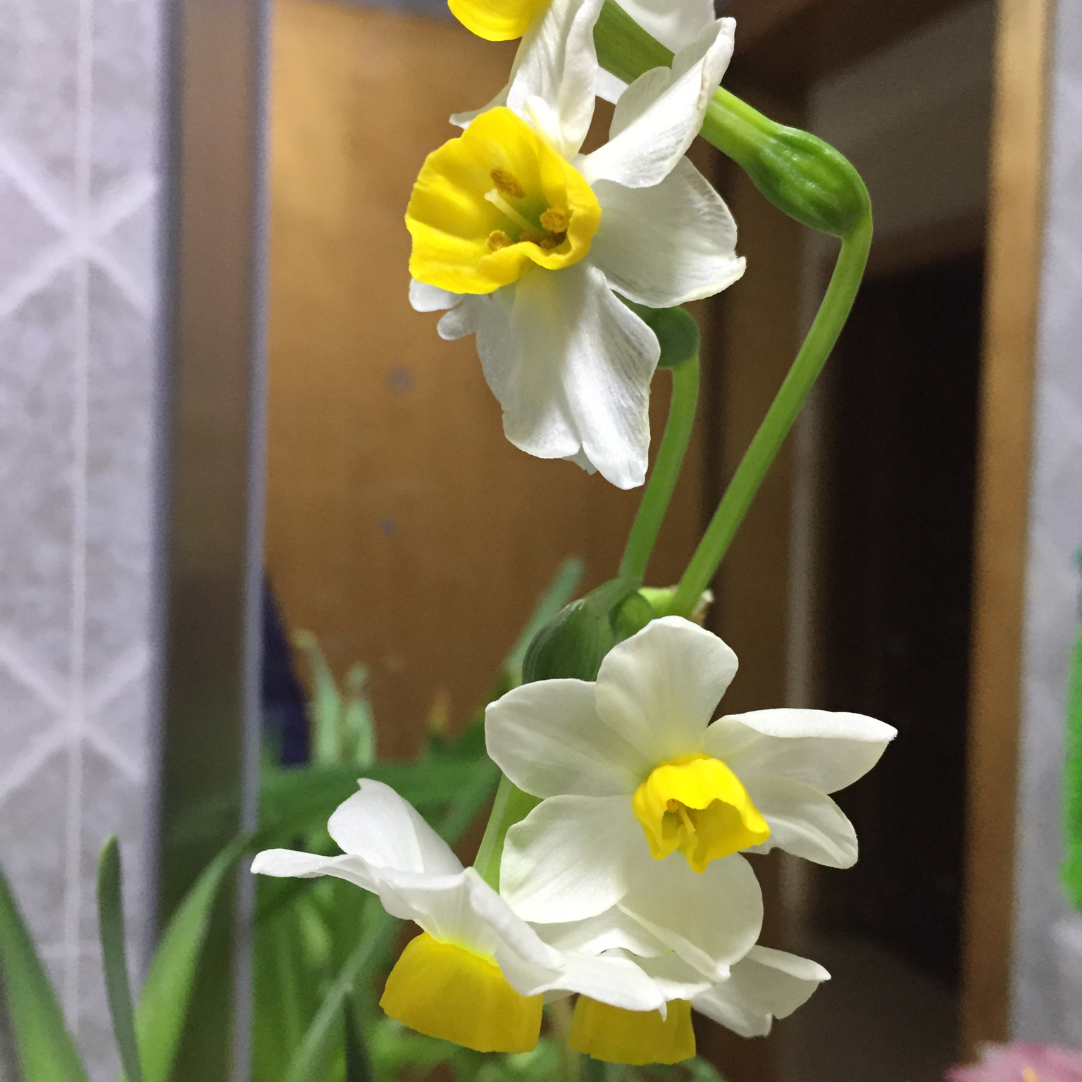 花，一辈子爱上你