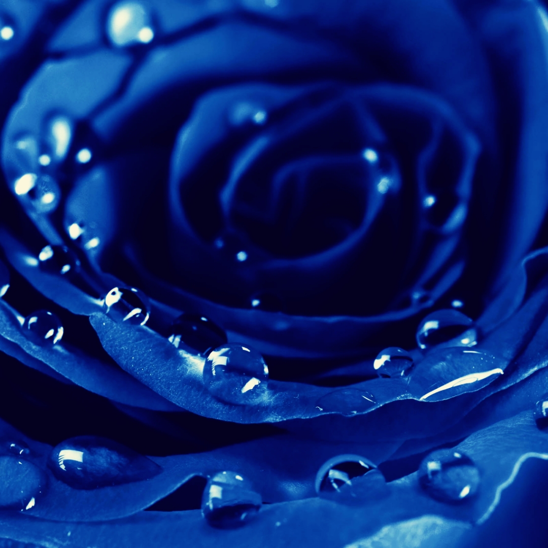 Blue玫瑰