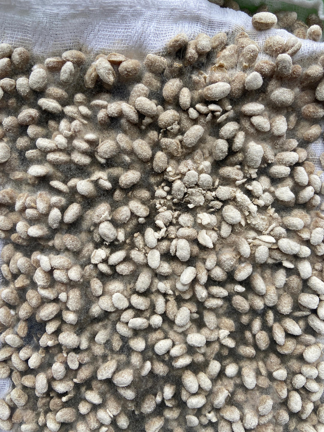 霉豆（豆瓣酱、焖酱）