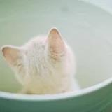 加菲猫95