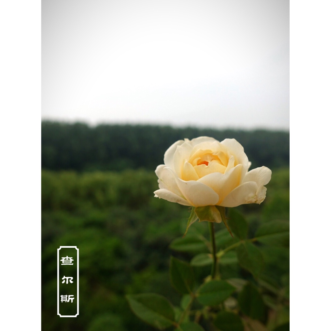 花花世界⋯⋯