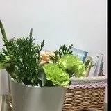 lily_8das