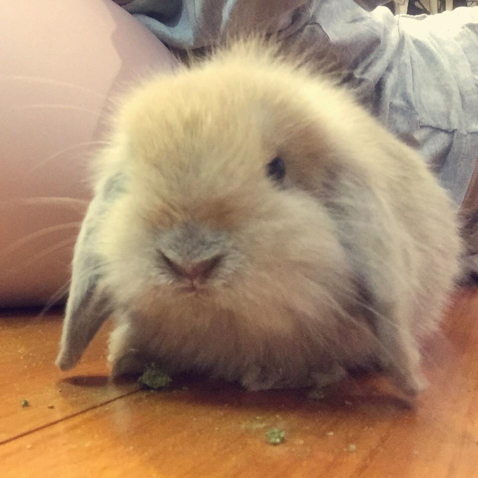 家长吃饱饱