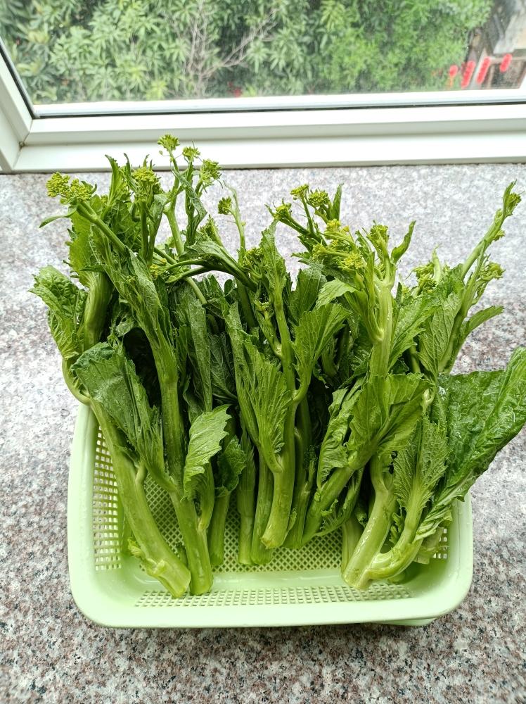 节气蔬食~惊蛰~冲菜（又绿又呛，超浓芥末味）的做法 步骤1