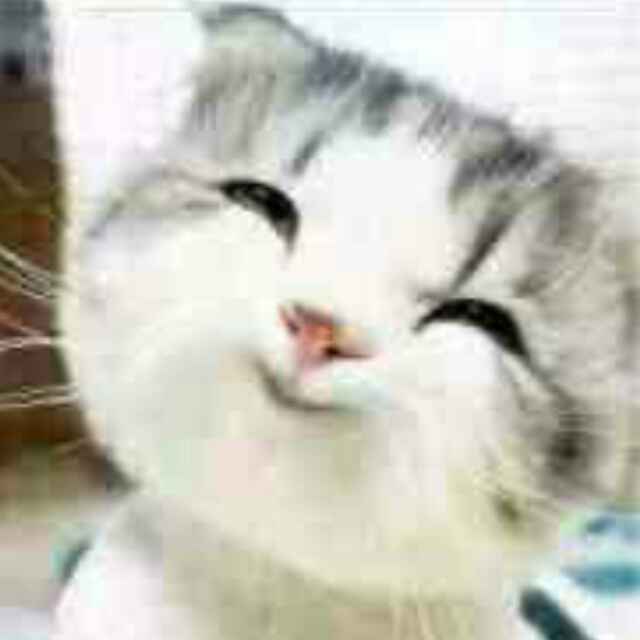 小金鱼w