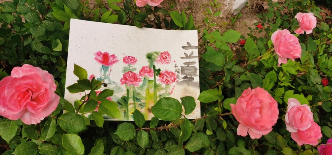 陈Lily