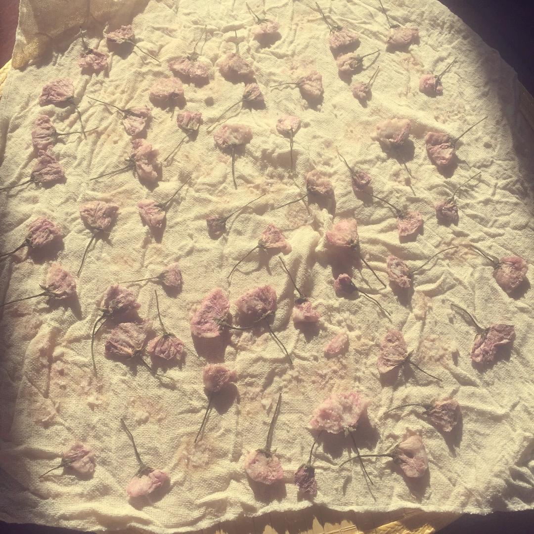 盐渍樱花樱叶~历经惨痛教训，无私经验分享