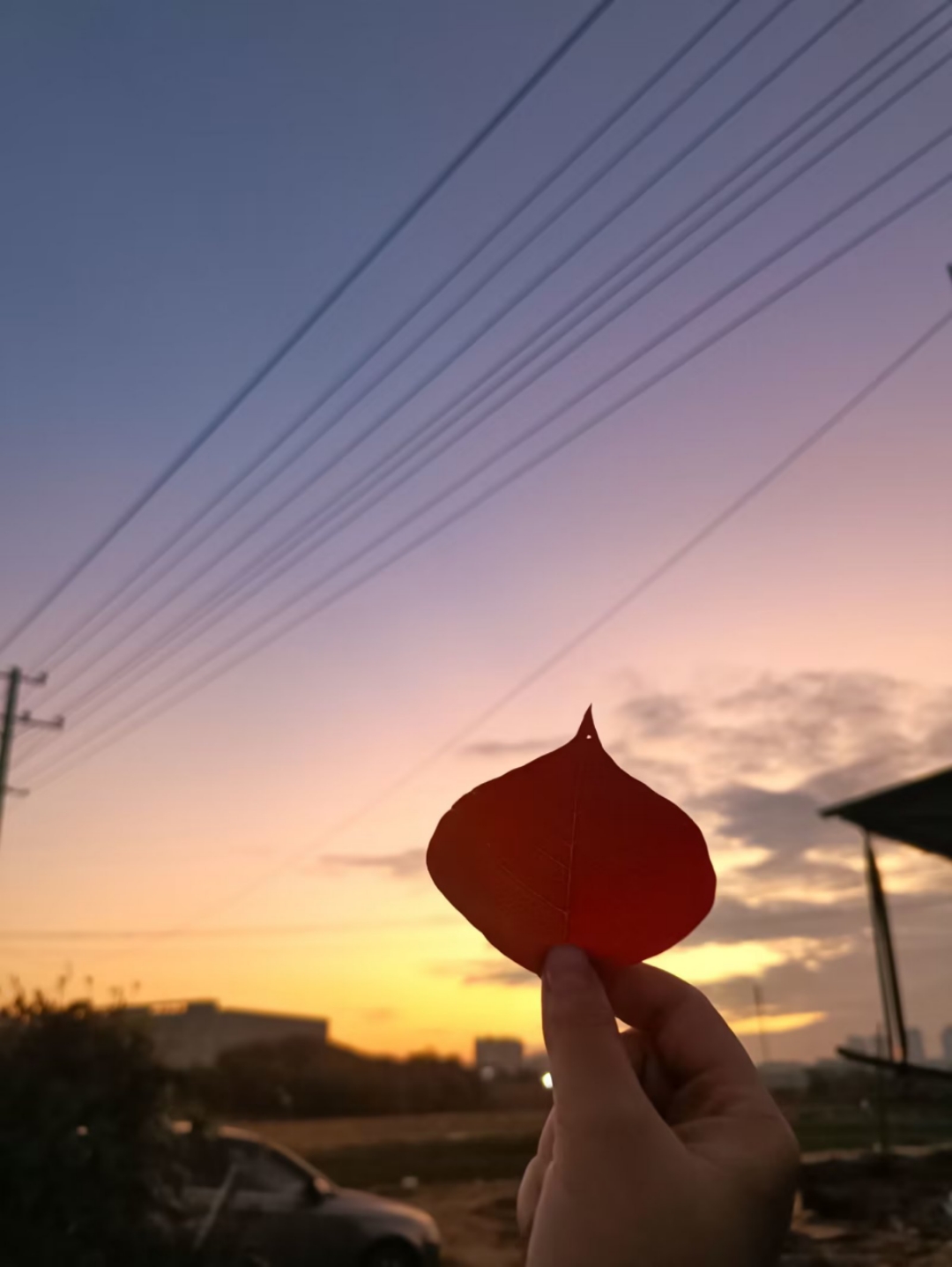 陌上花开彼岸