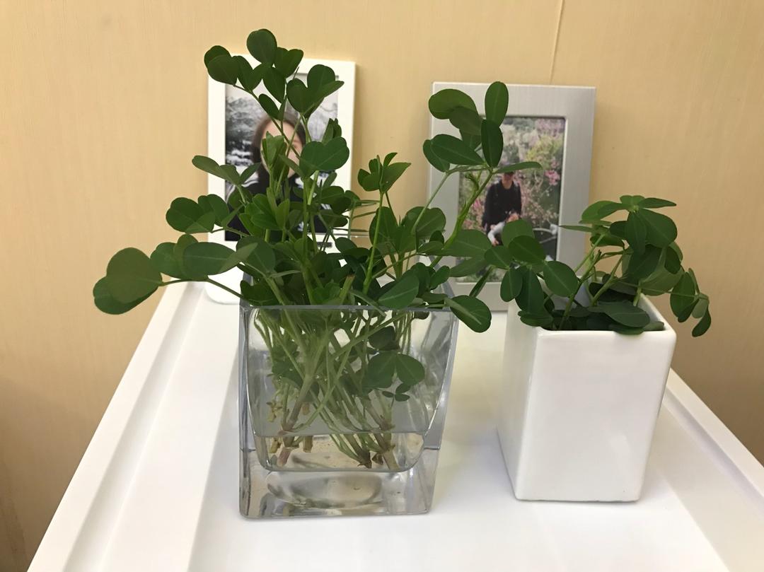 花生芽续集～可爱的花生苗