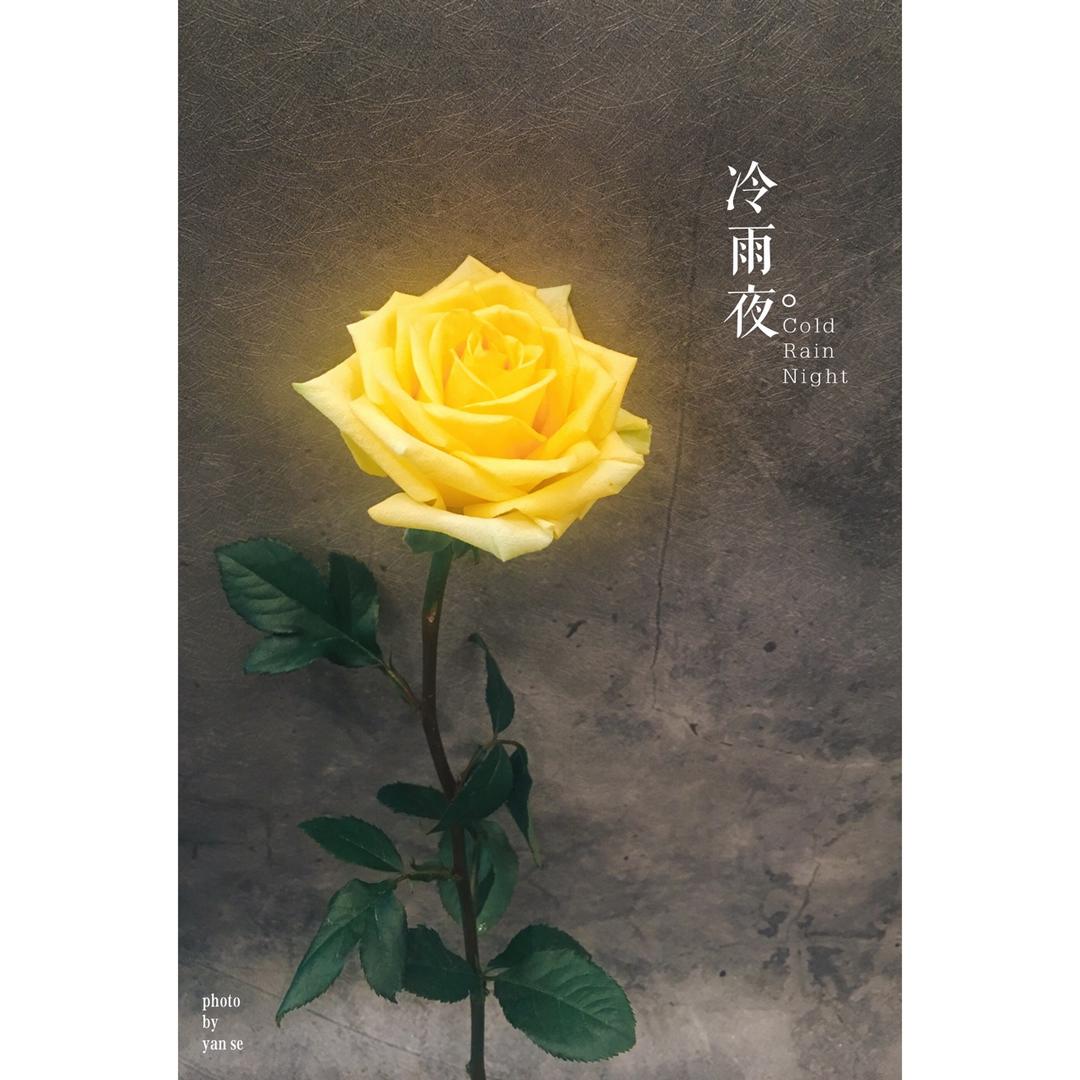 感受鲜花之美