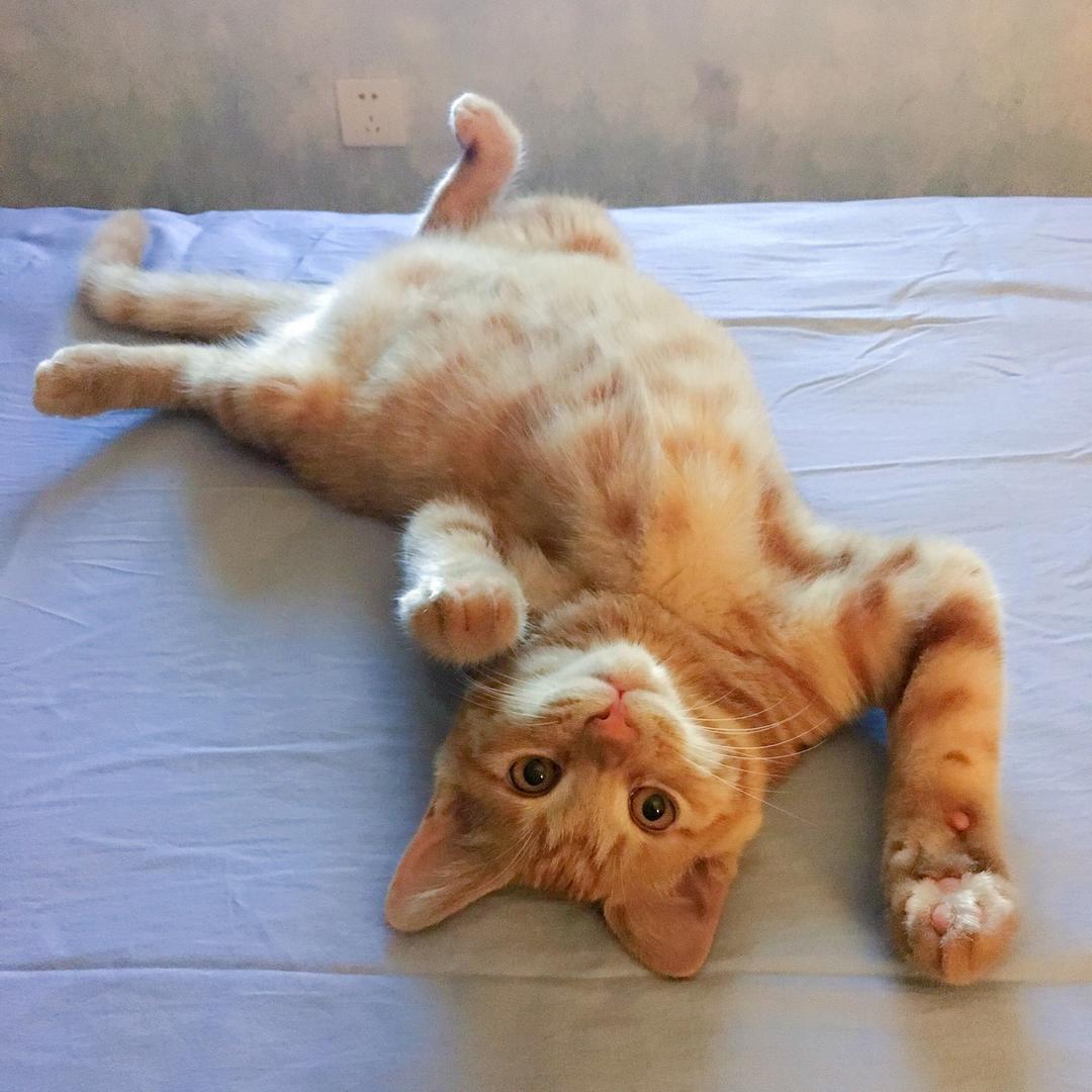 思凡是只小绵羊