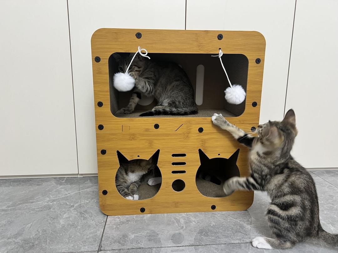 家有九只猫
