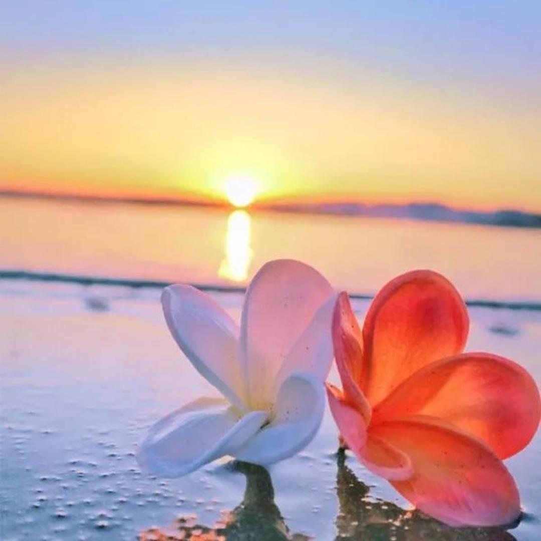 那年桂花香
