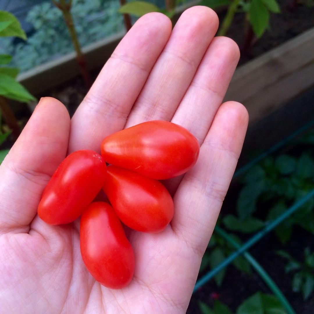 我的花花和菜菜的做法