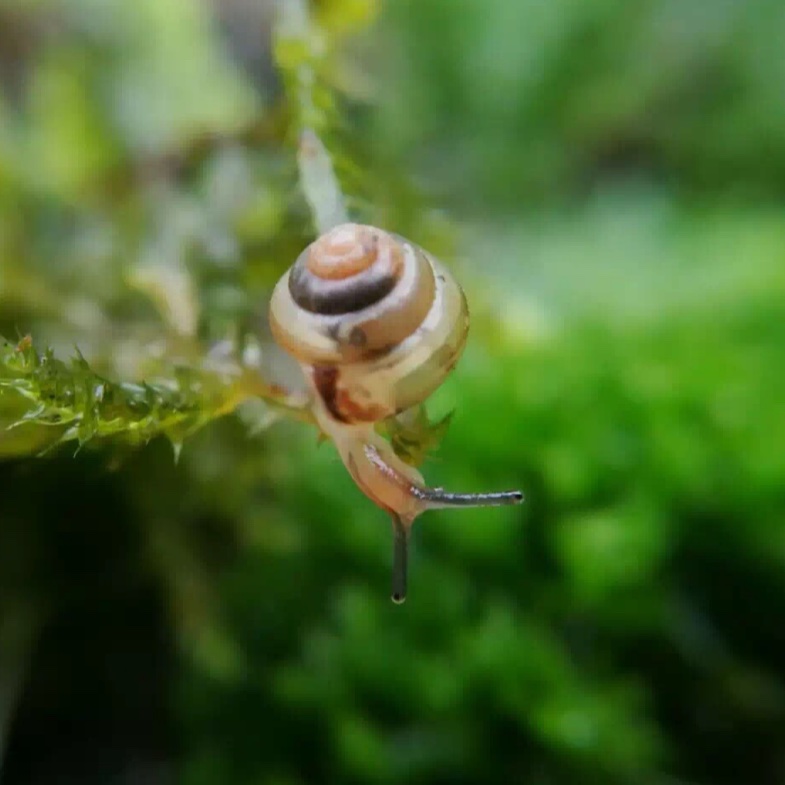 蜗牛--卷卷