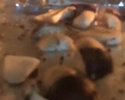 【网红菜】烤姬松茸