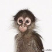 啊阿阿宝