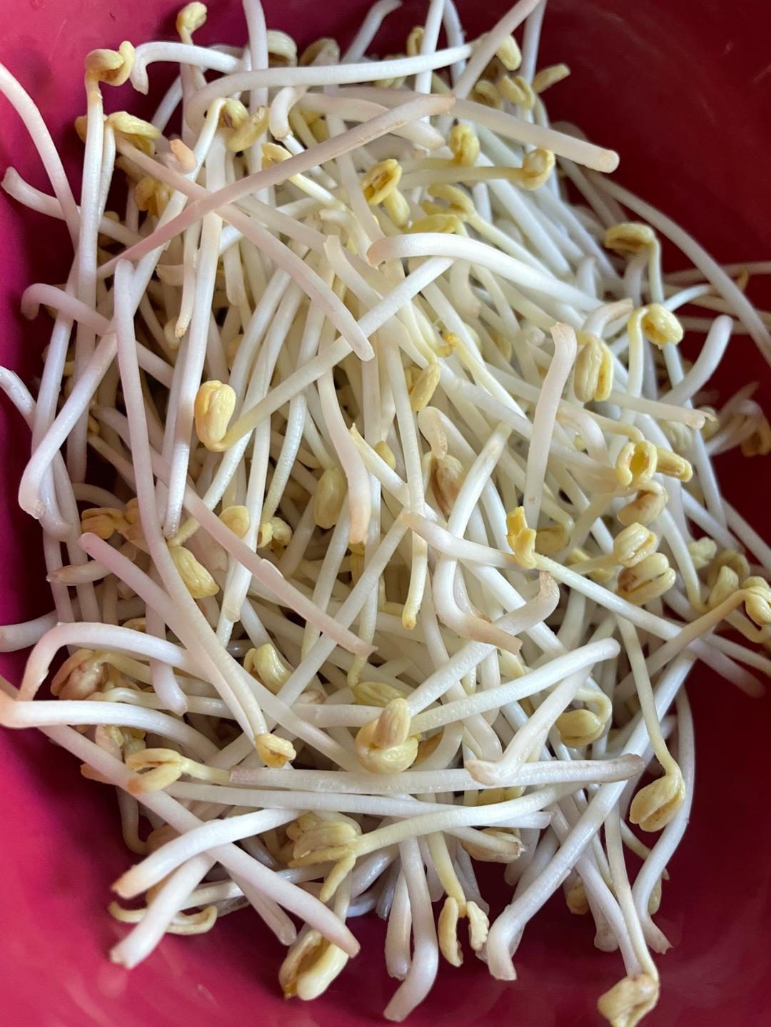 自发绿豆芽/自生豆芽/自制豆芽