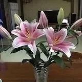 灵芝情