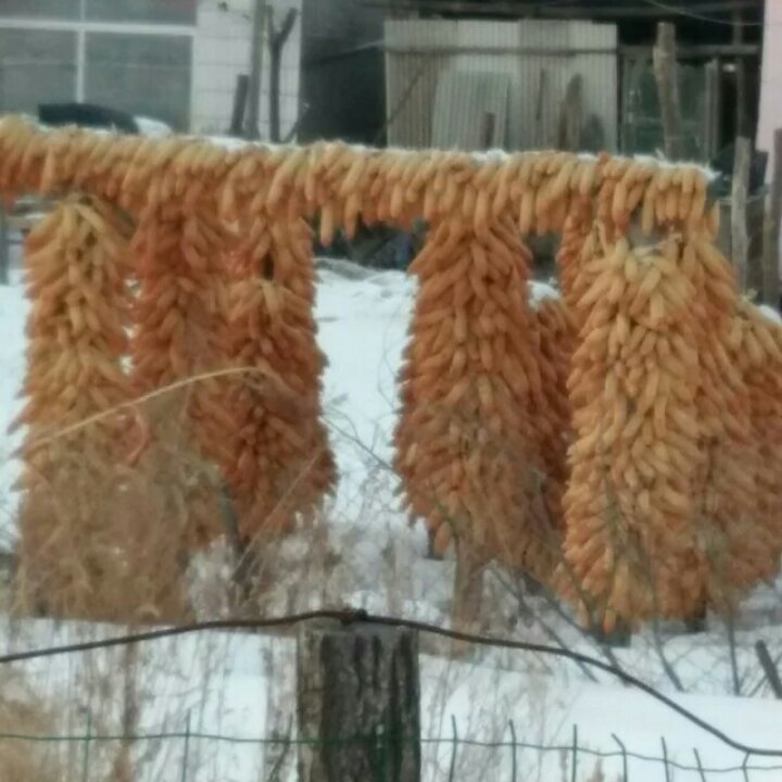 乔语
